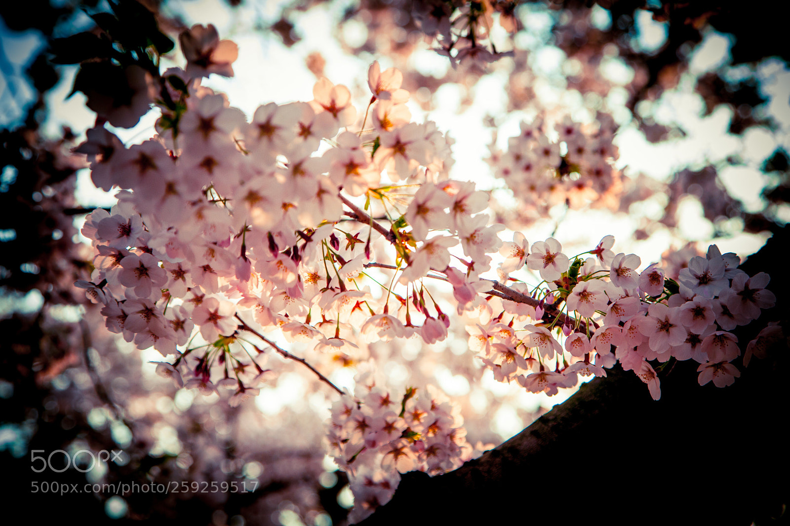 Canon EOS 5D Mark II sample photo. Sakura #1 photography