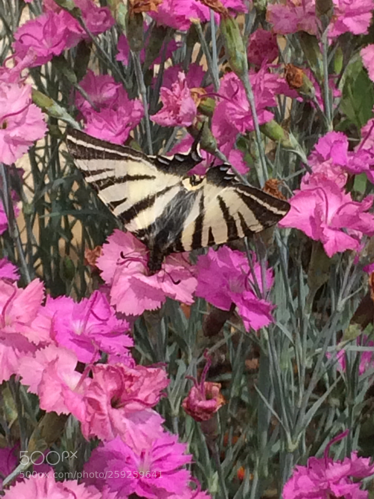Apple iPhone 5s sample photo. Untitled photography