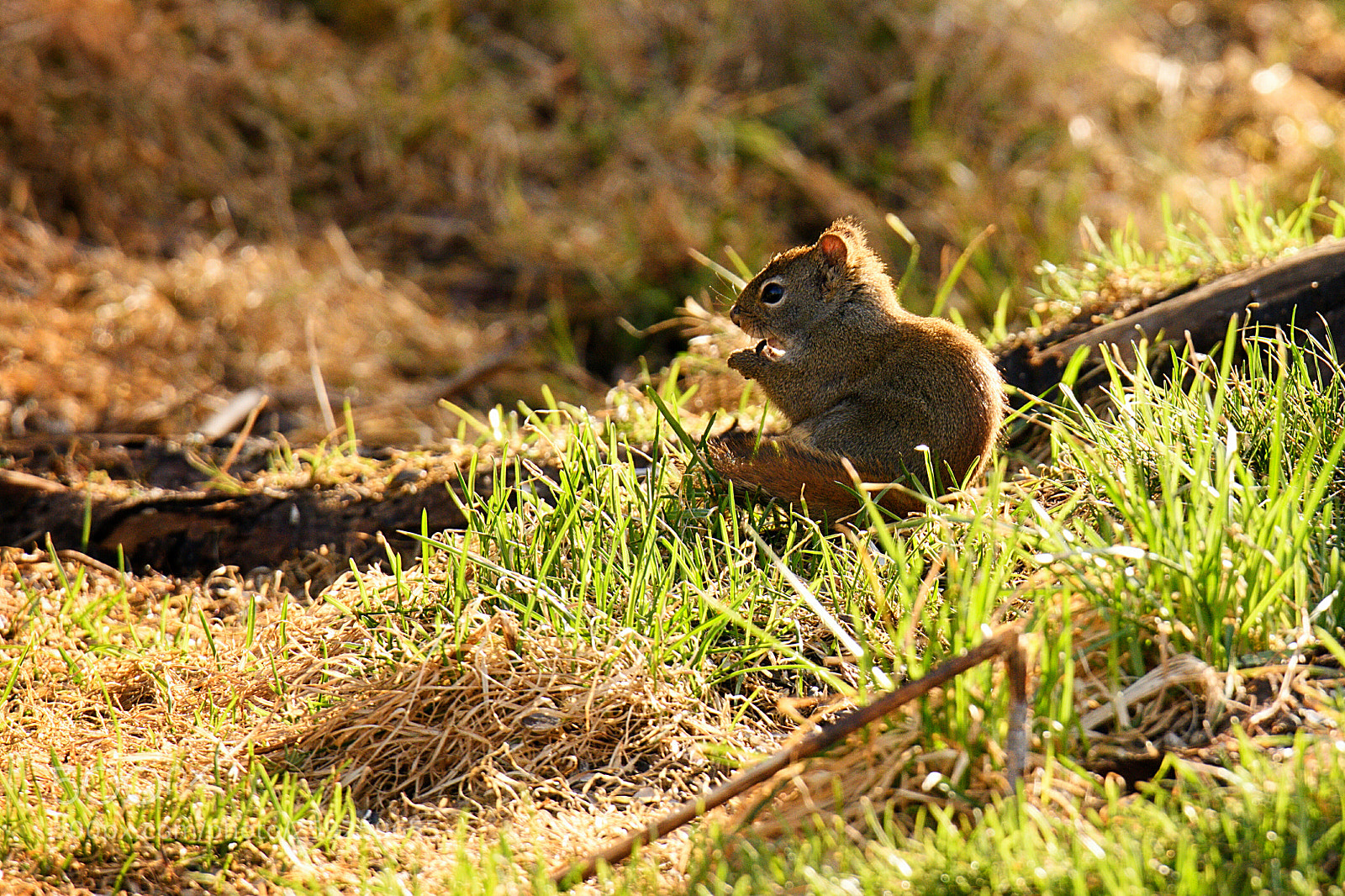 Nikon D7200 sample photo. Squirrel photography