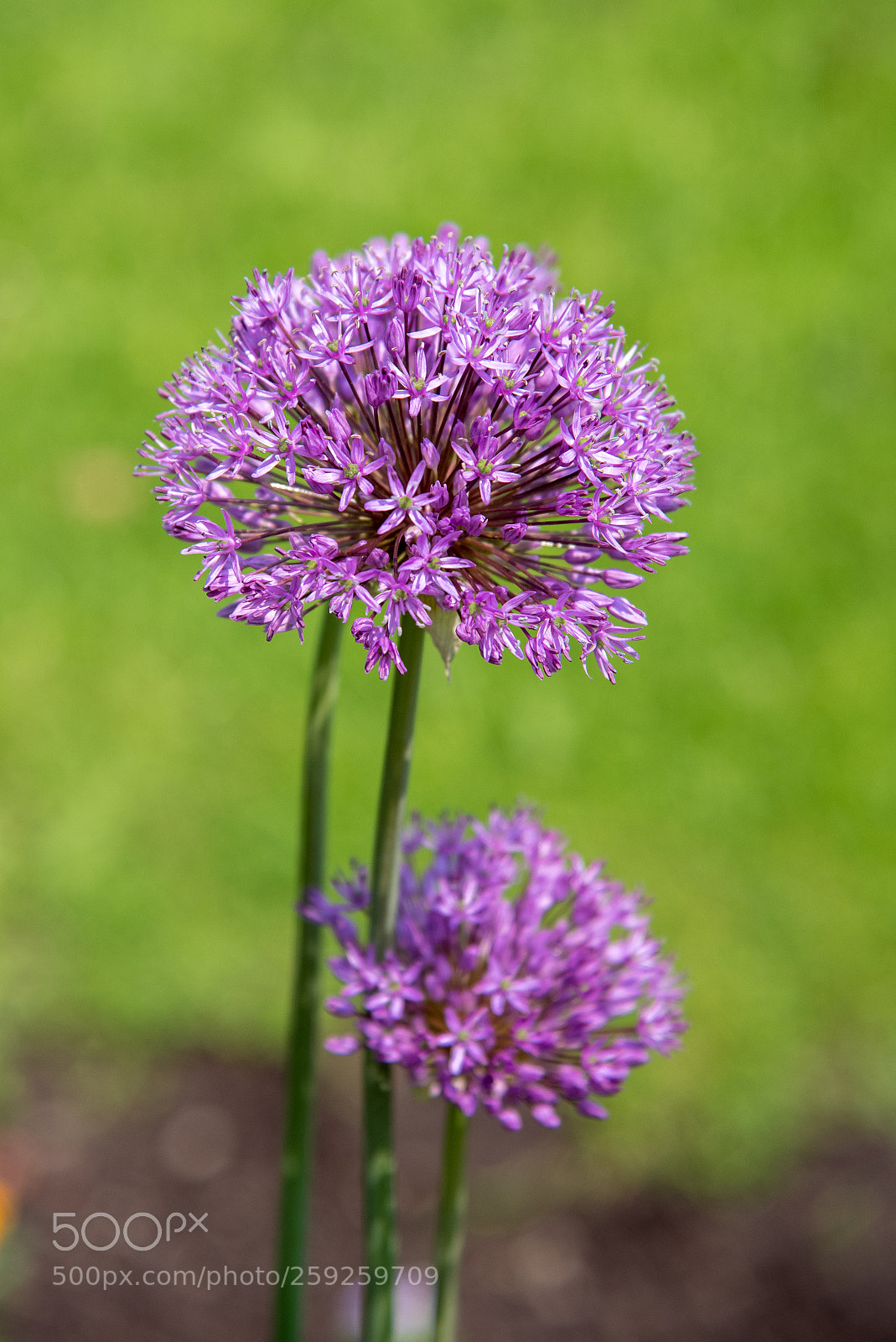Nikon D750 sample photo. Allium 'purple sensation photography