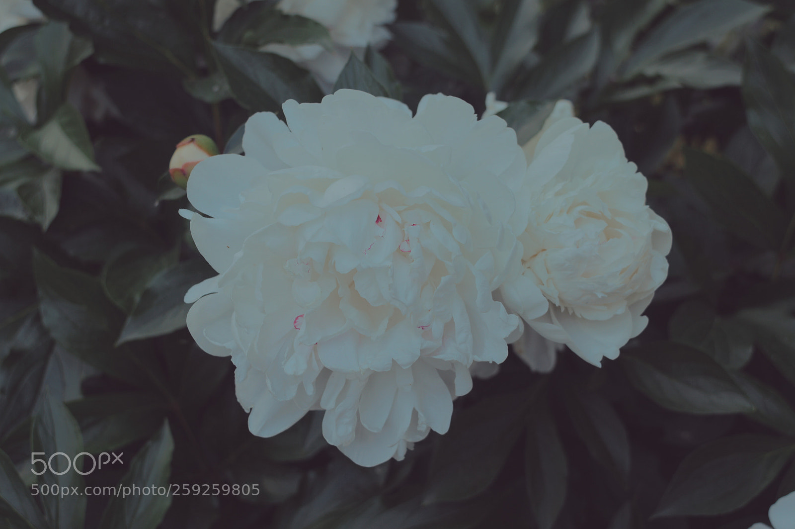 Nikon D3200 sample photo. Untitled photography