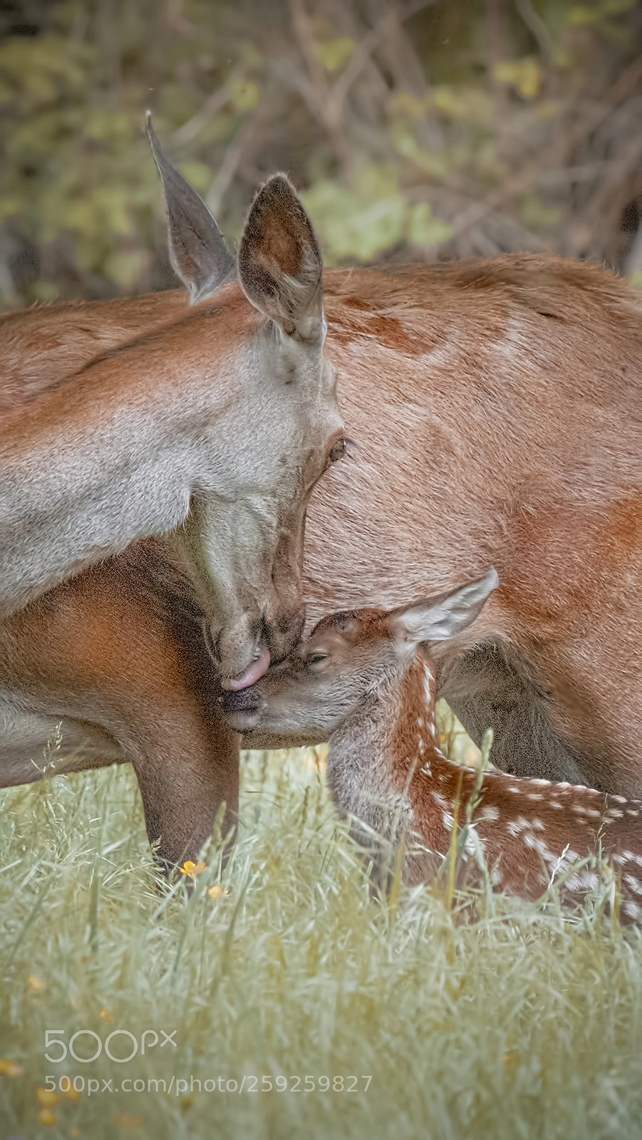 Canon EOS 80D sample photo. Maternal love photography