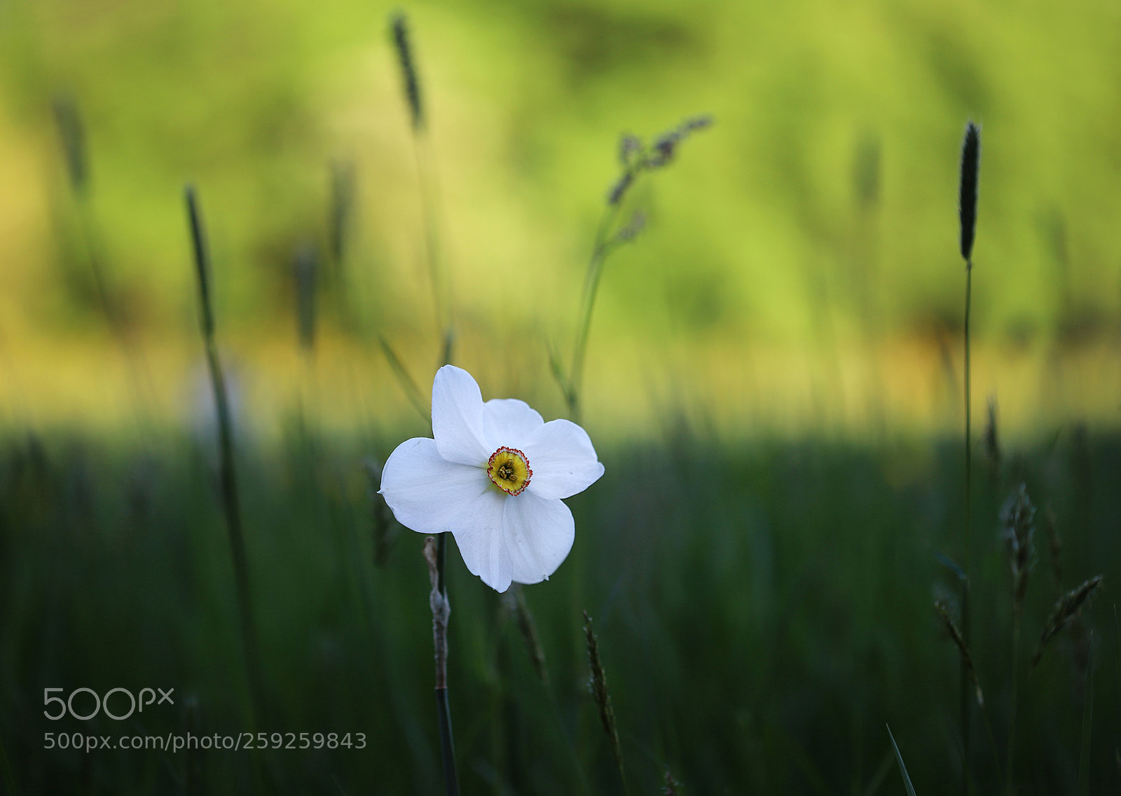 Canon EOS 6D Mark II sample photo. Daffodil2 photography