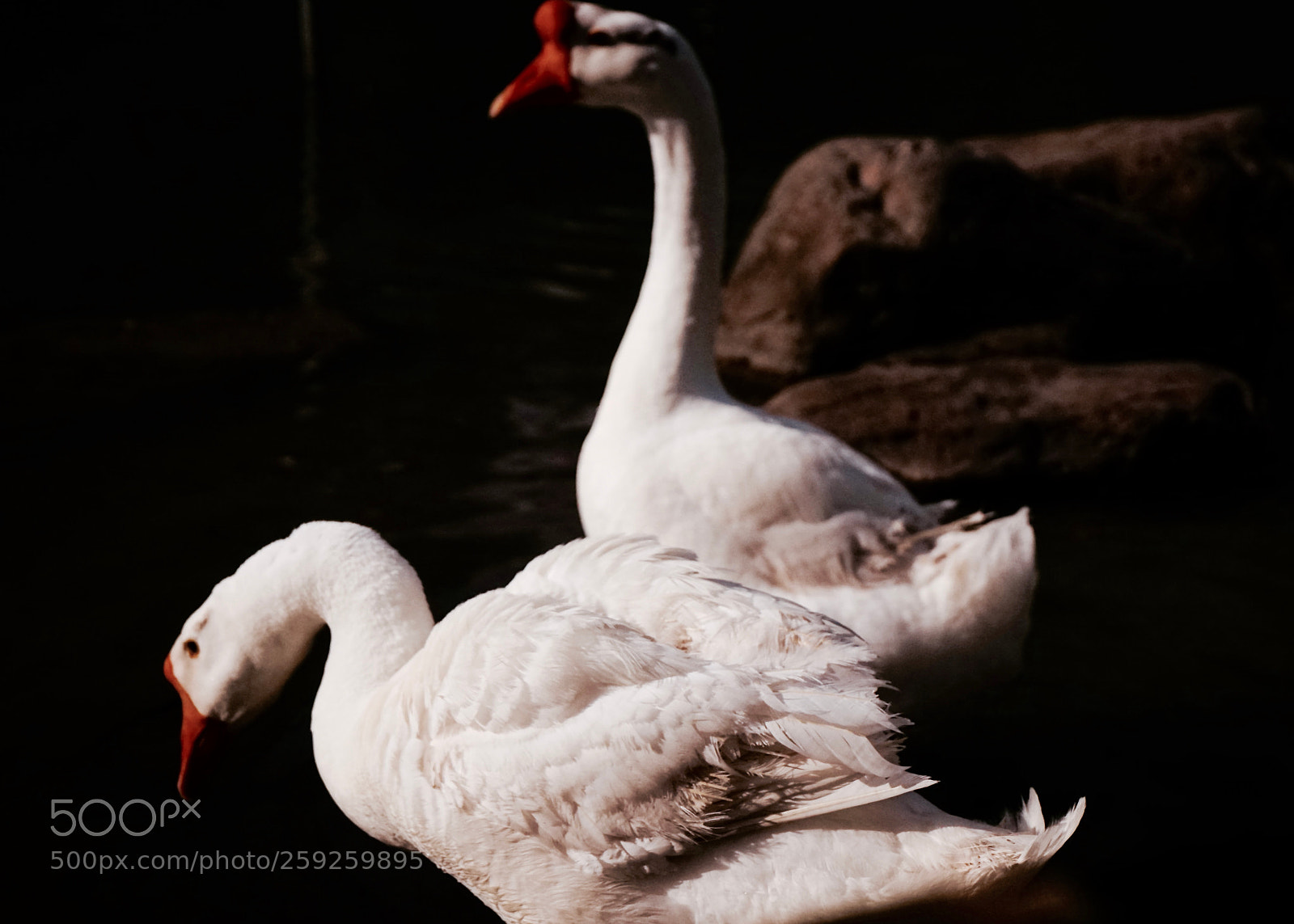 Sony a7 sample photo. Stone wing photography
