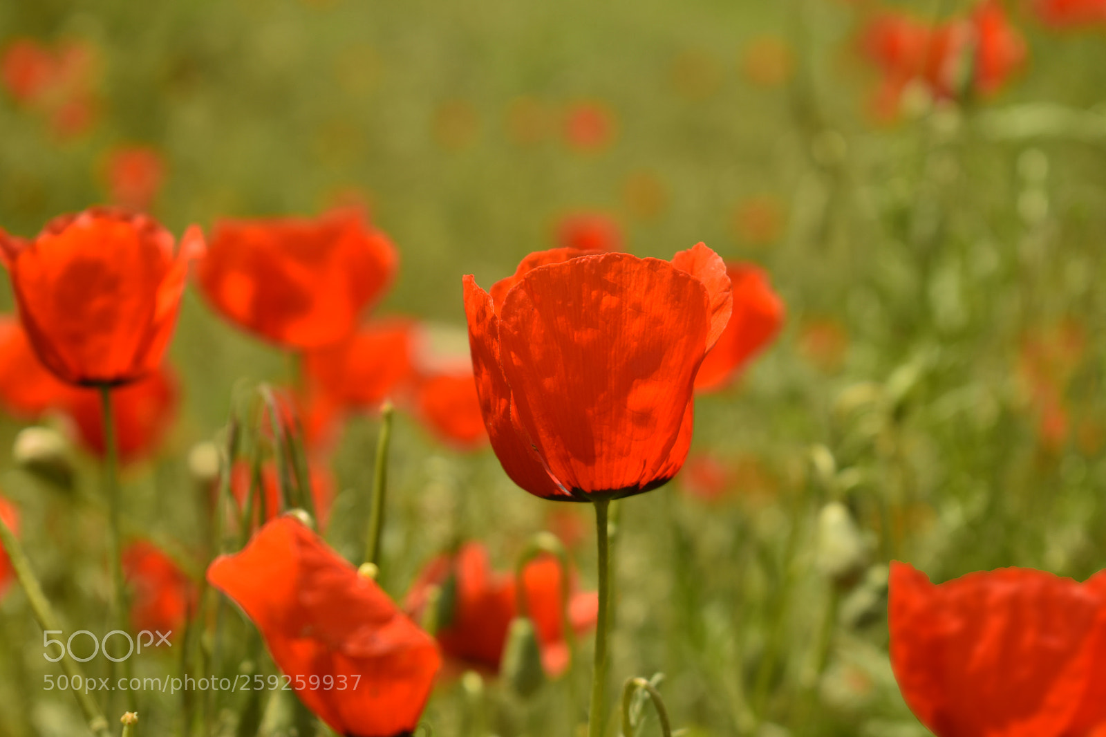 Nikon D3400 sample photo. 1tulip photography