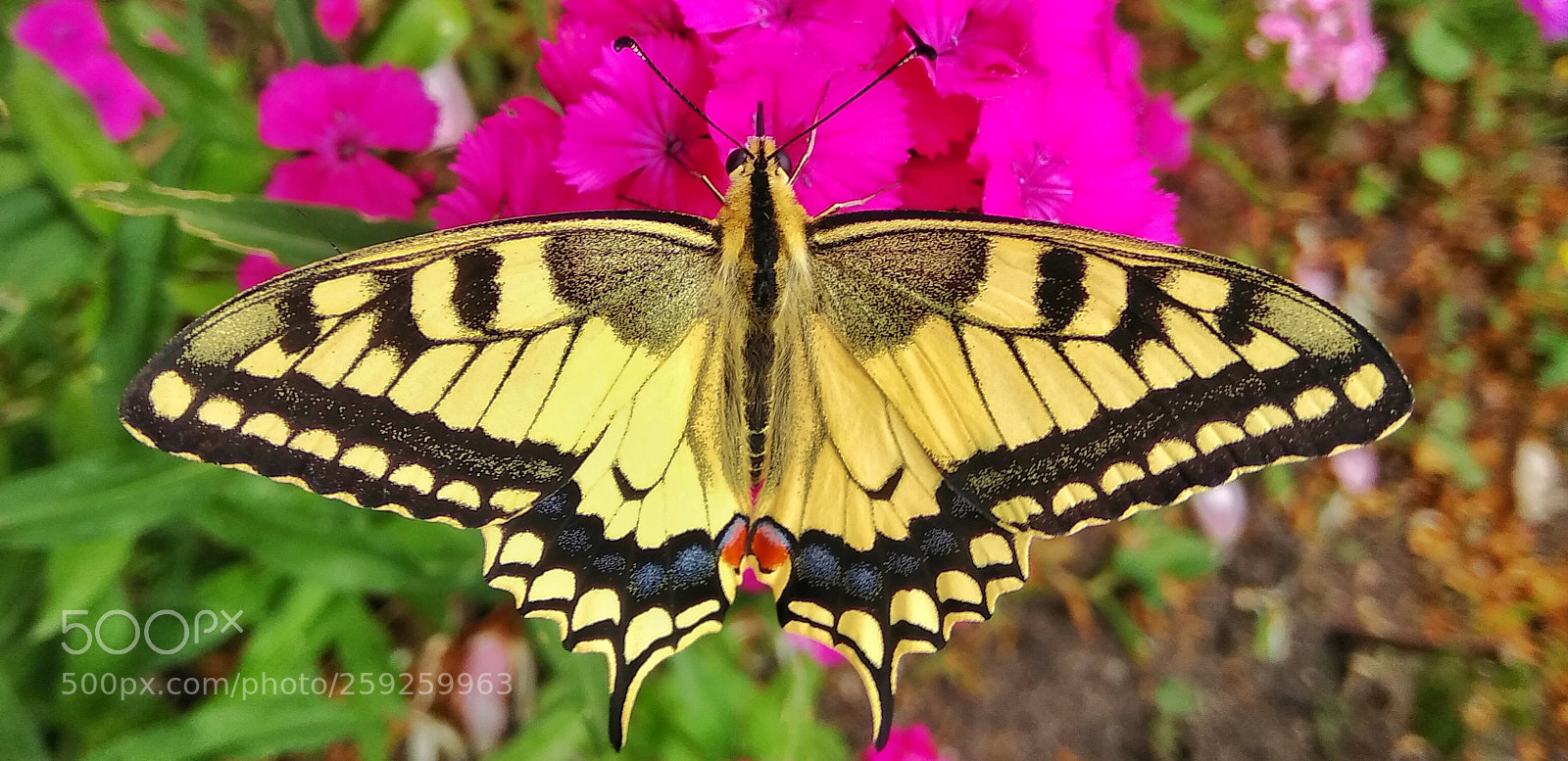 Xiaomi Redmi Note 4 sample photo. Beauty photography