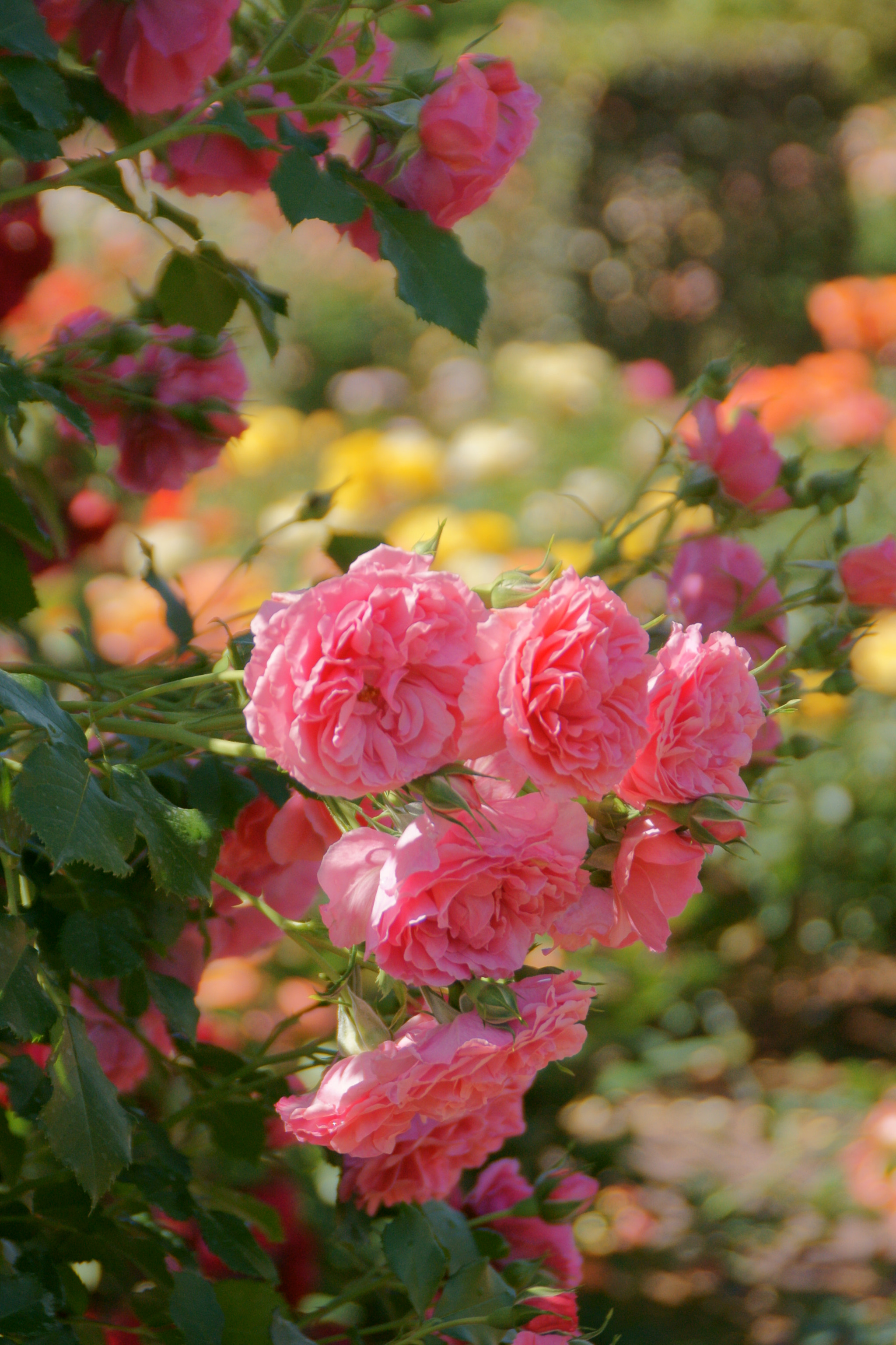 Sony DT 18-200mm F3.5-6.3 sample photo. 鮮烈 photography