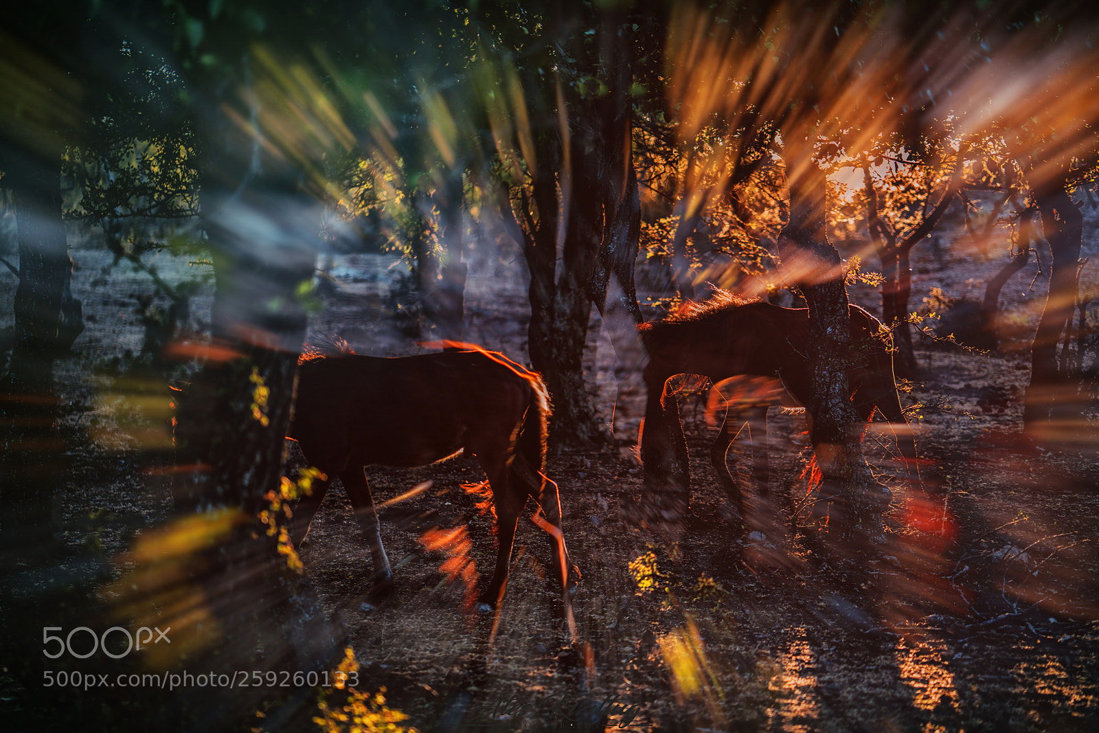 Sony a7R II sample photo. Horses photography