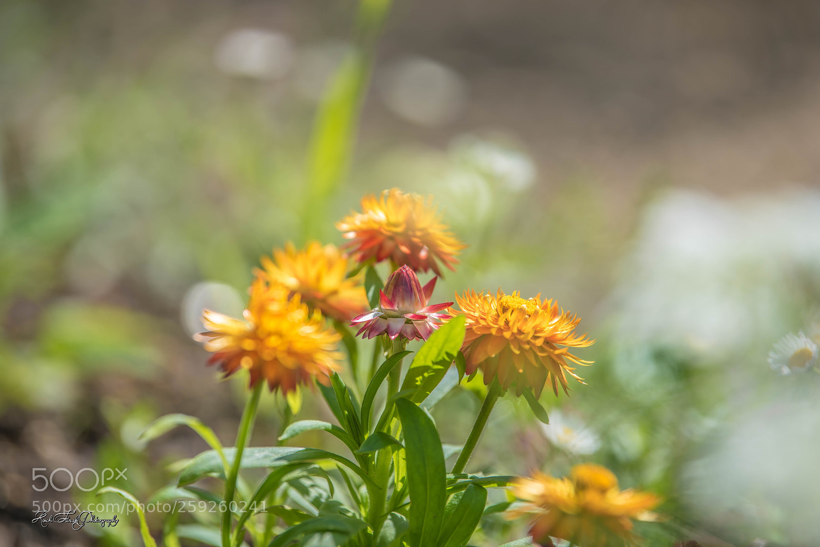 Nikon D810 sample photo. Today's garden flowers photography