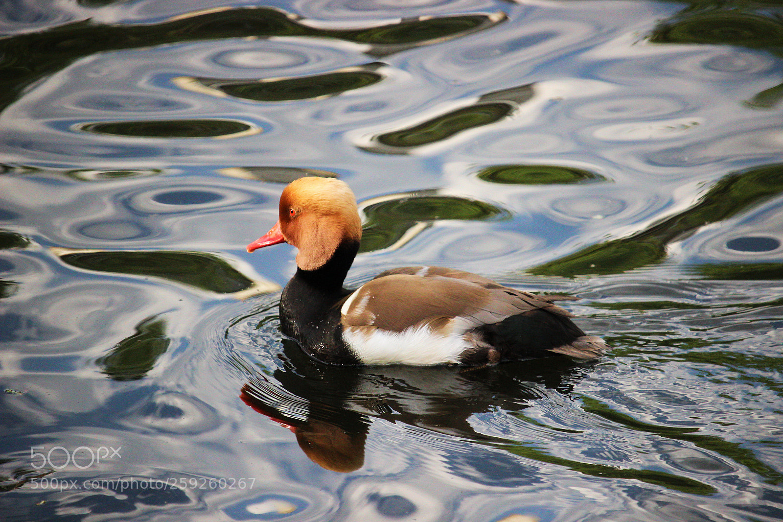 Canon EOS 600D (Rebel EOS T3i / EOS Kiss X5) sample photo. Red crested pochard photography
