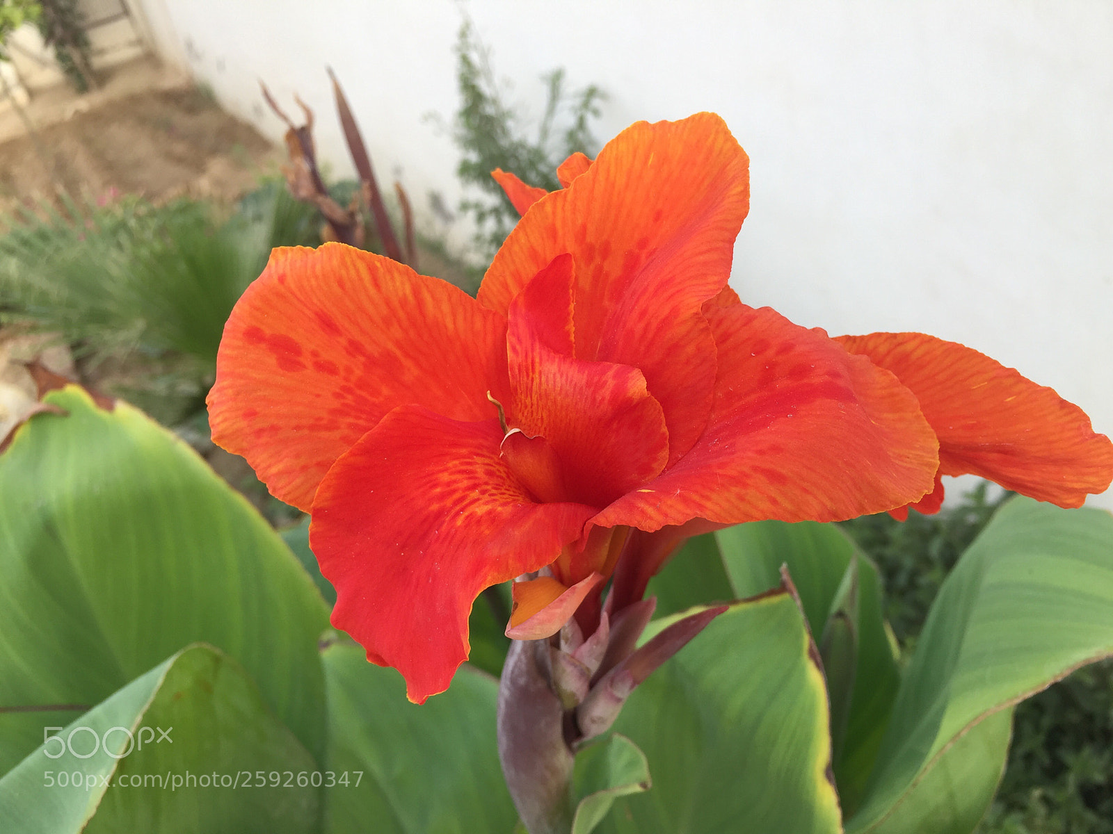 Apple iPhone 6 sample photo. Nature at my home photography