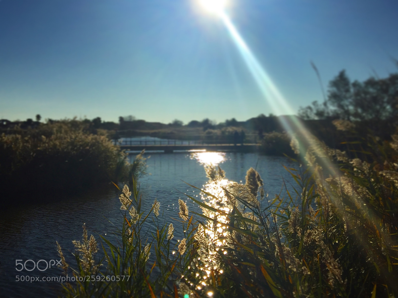 Apple iPhone 6 sample photo. Camargue, france photography