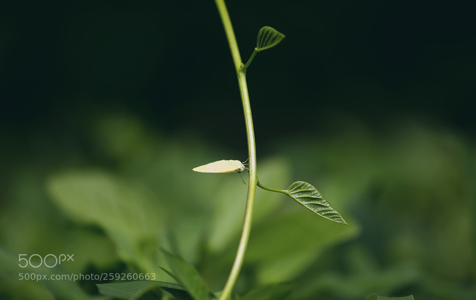Canon EOS 6D sample photo. Green photography