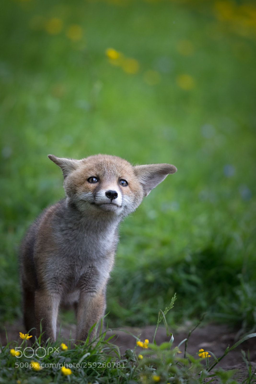 Canon EOS 7D Mark II sample photo. Red fox  photography