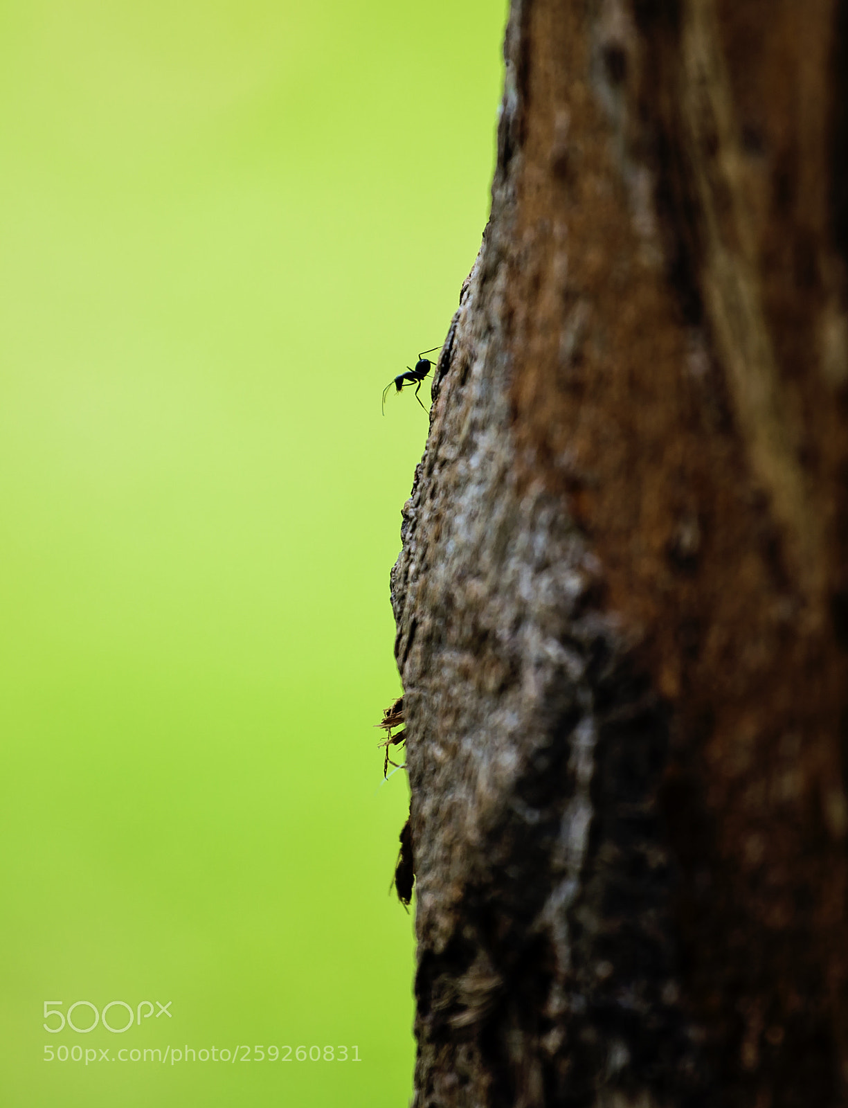 Canon EOS 6D sample photo. Insects photography