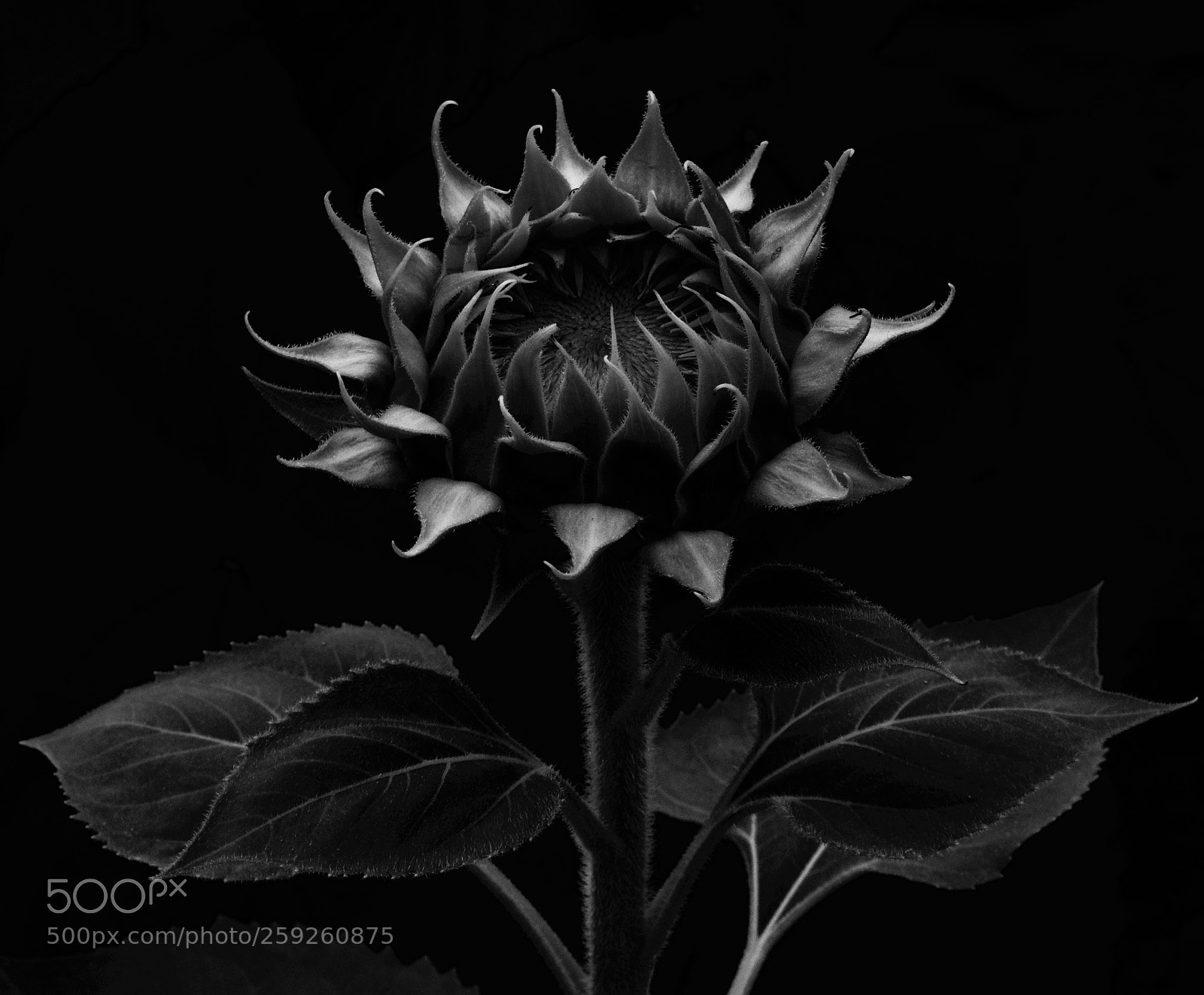 Nikon D5500 sample photo. Young sunflower photography