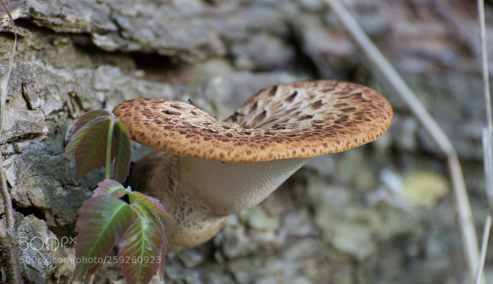 Nikon D80 sample photo. Fungus photography
