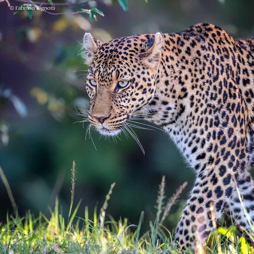 Nikon D5 sample photo. Beautiful leopardess photography