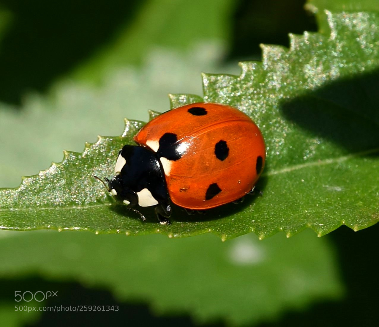 Nikon D810 sample photo. Ms. bug photography