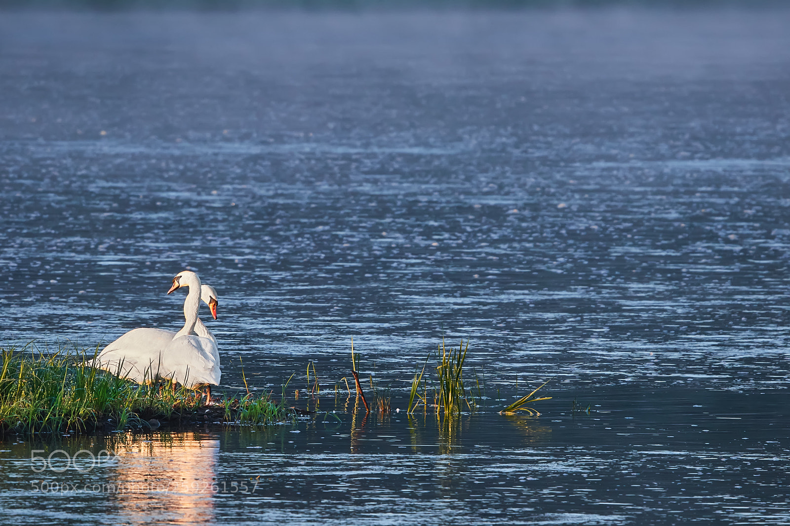 Canon EOS 7D Mark II sample photo. Swan couple in the photography