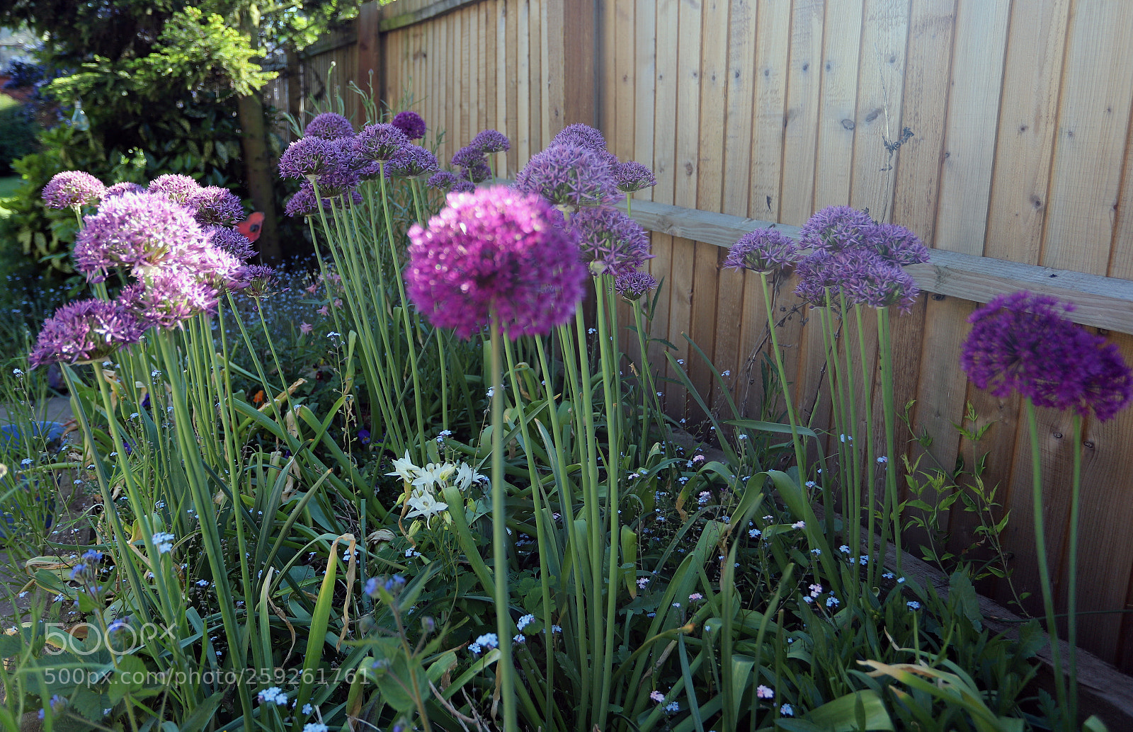 Canon EOS 6D Mark II sample photo. Alliums in the garden photography