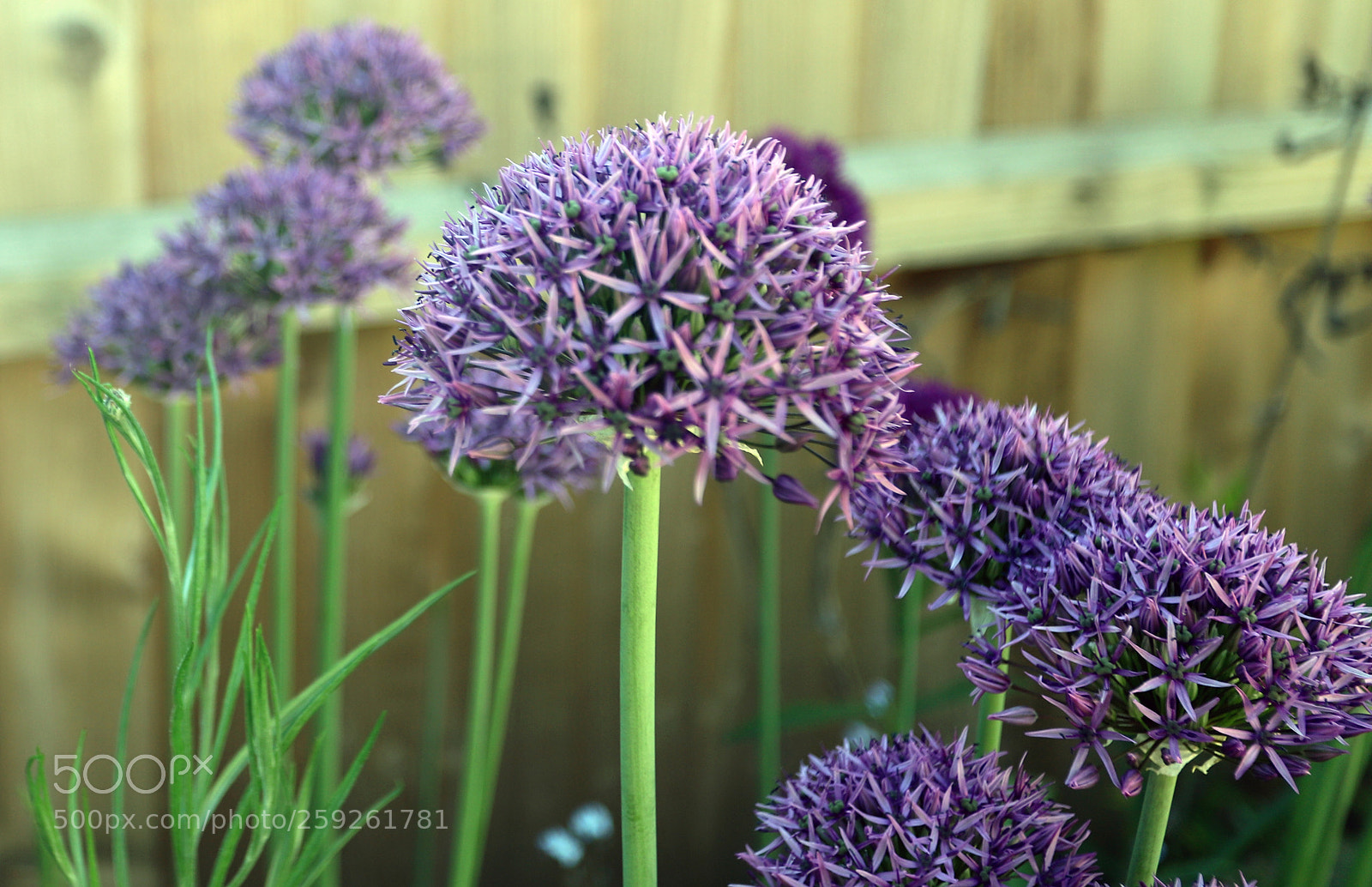 Canon EOS 6D Mark II sample photo. Alliums in the garden photography