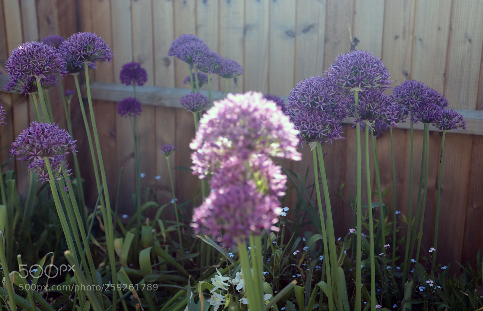 Canon EOS 6D Mark II sample photo. Alliums in the garden photography