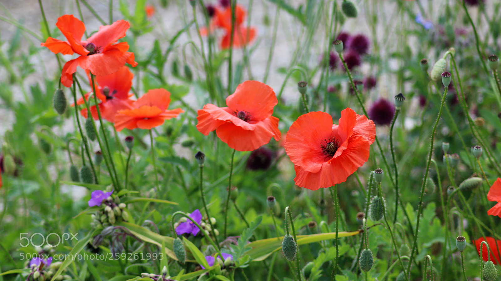 Canon EOS 750D (EOS Rebel T6i / EOS Kiss X8i) sample photo. Poppies photography