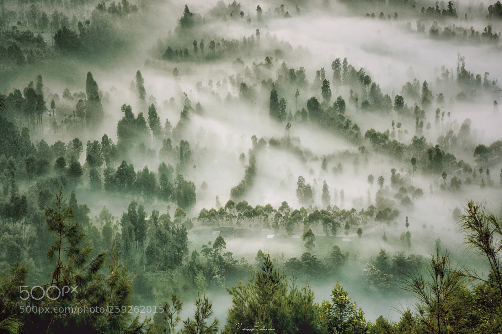 Nikon D7100 sample photo. Foggy photography