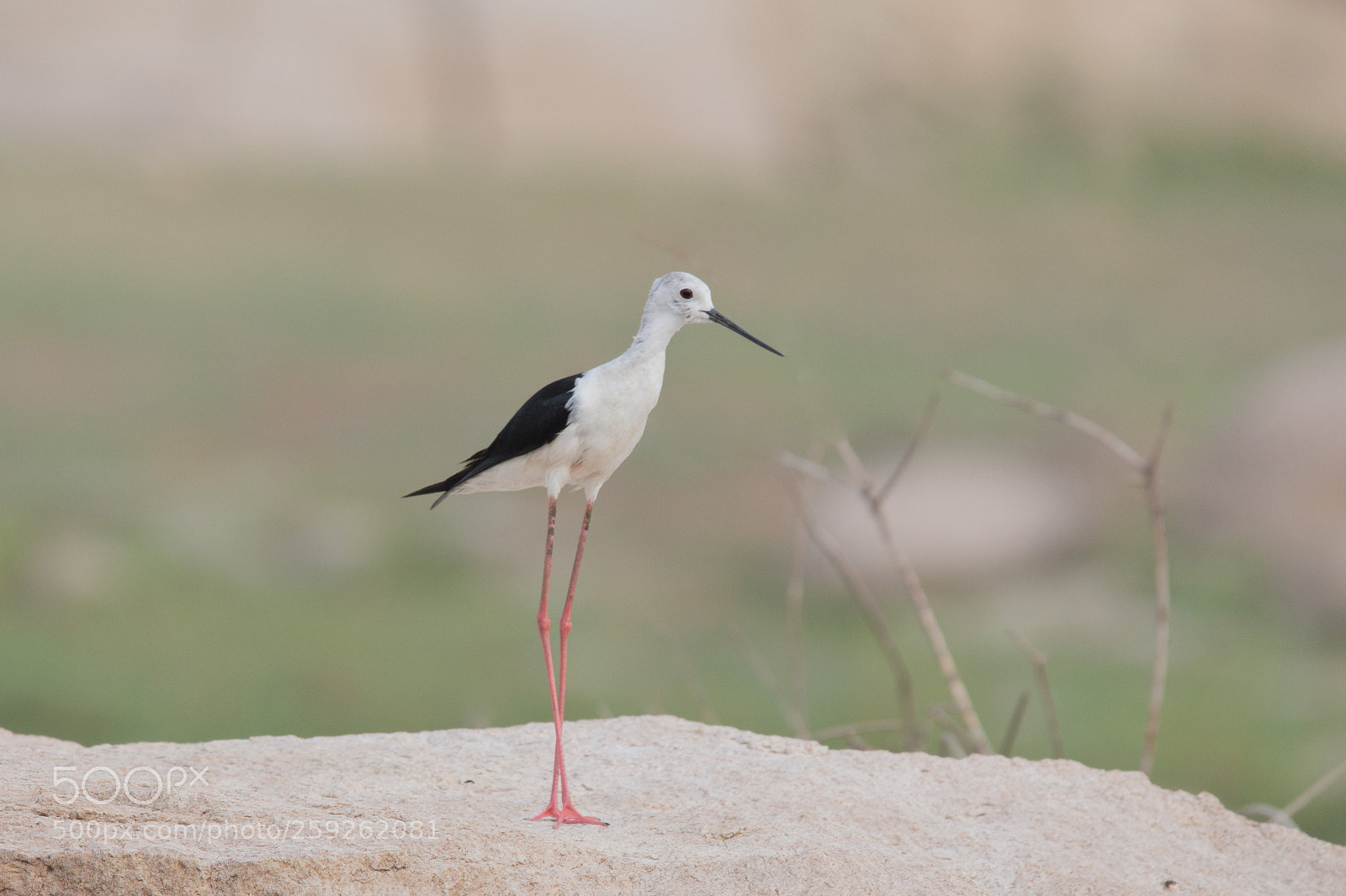 Canon EOS 700D (EOS Rebel T5i / EOS Kiss X7i) sample photo. Black winged stilt photography