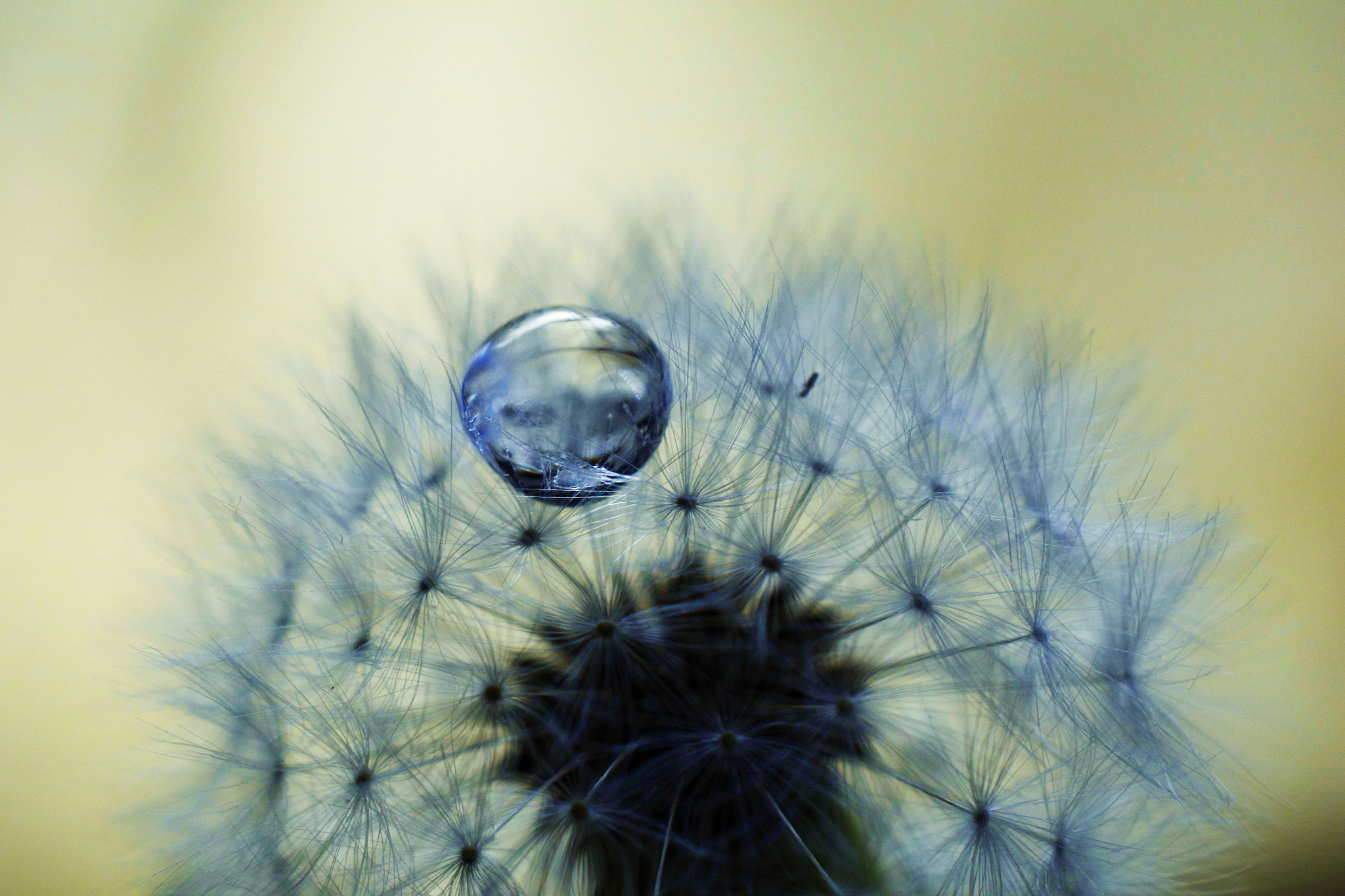 Nikon AF-S DX Micro Nikkor 40mm F2.8 sample photo. Pusteblume mit wassertropfen photography