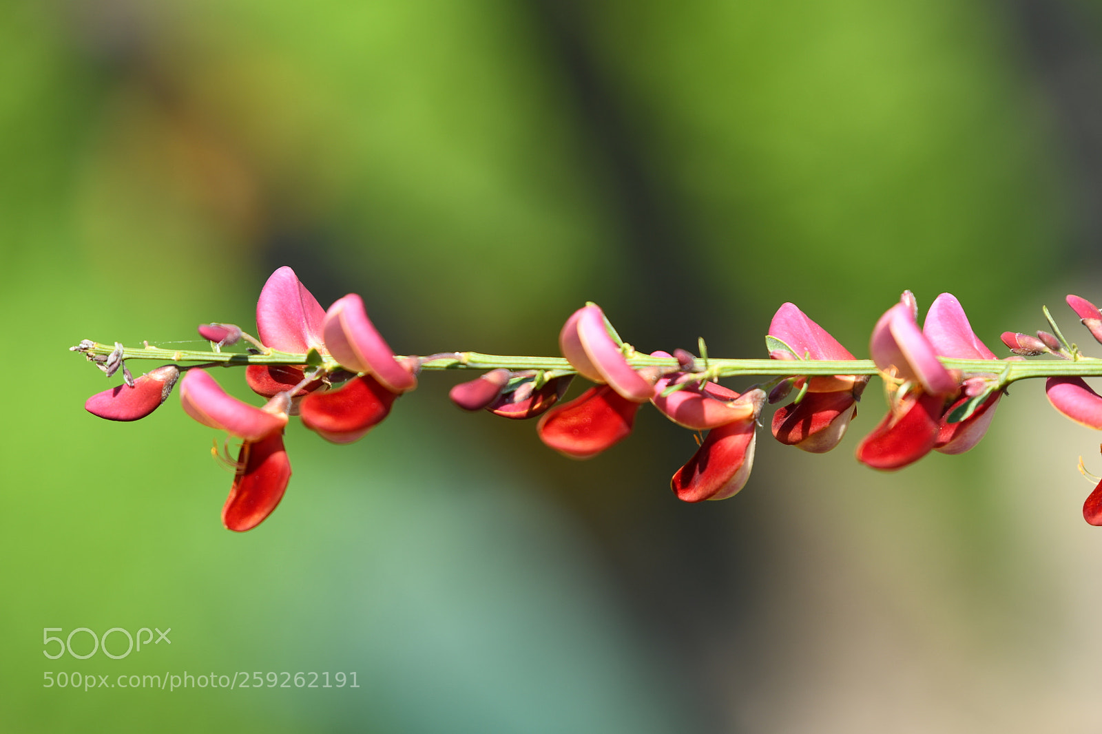 Nikon D7500 sample photo. A challenge photography