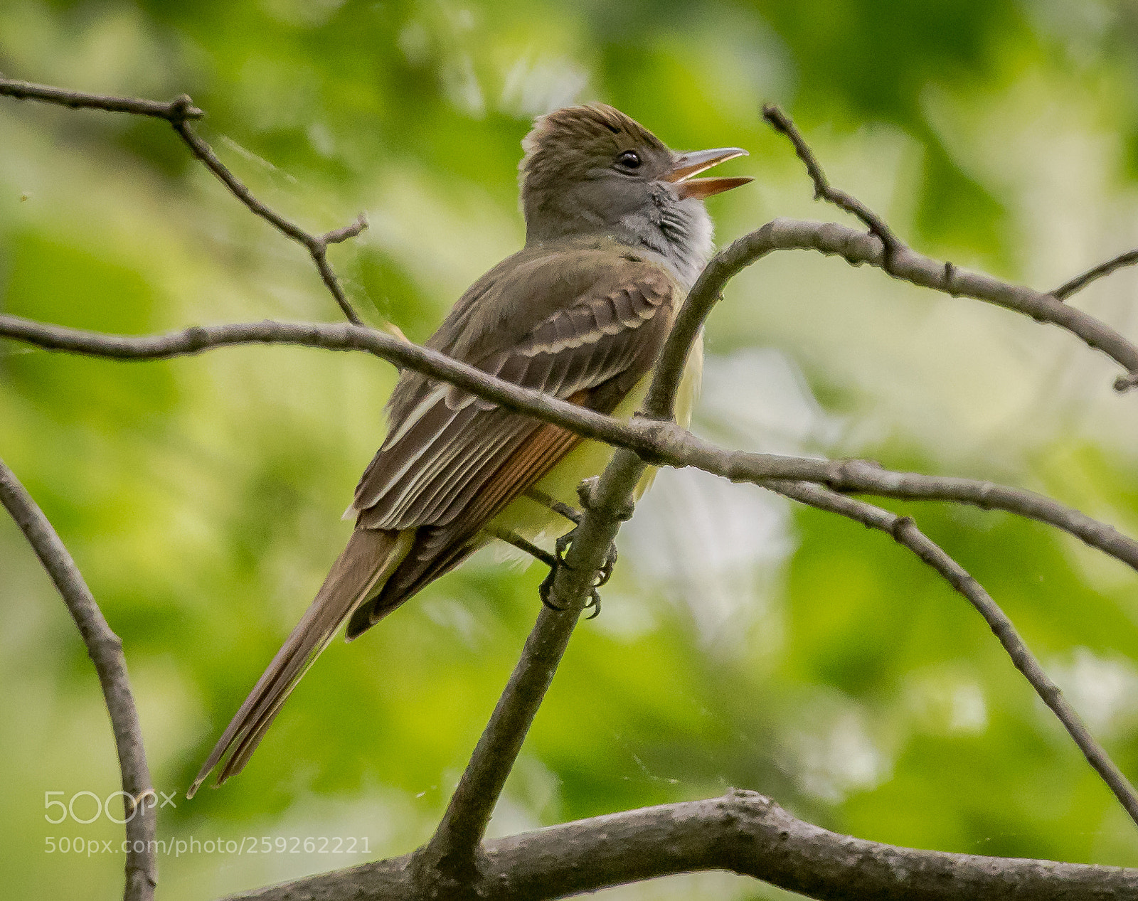 Nikon D500 sample photo. Trying to catch flies photography