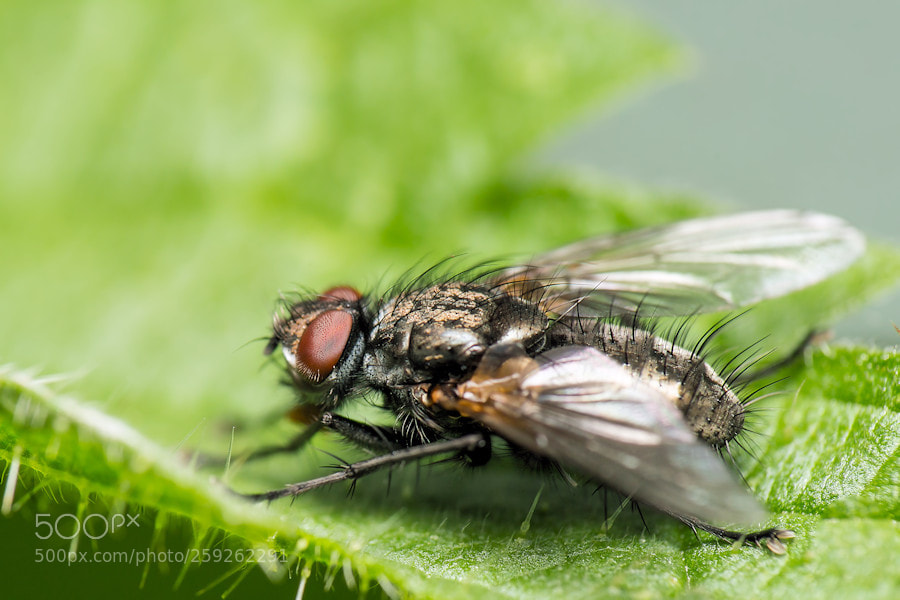 Canon EOS 6D sample photo. Fliege photography