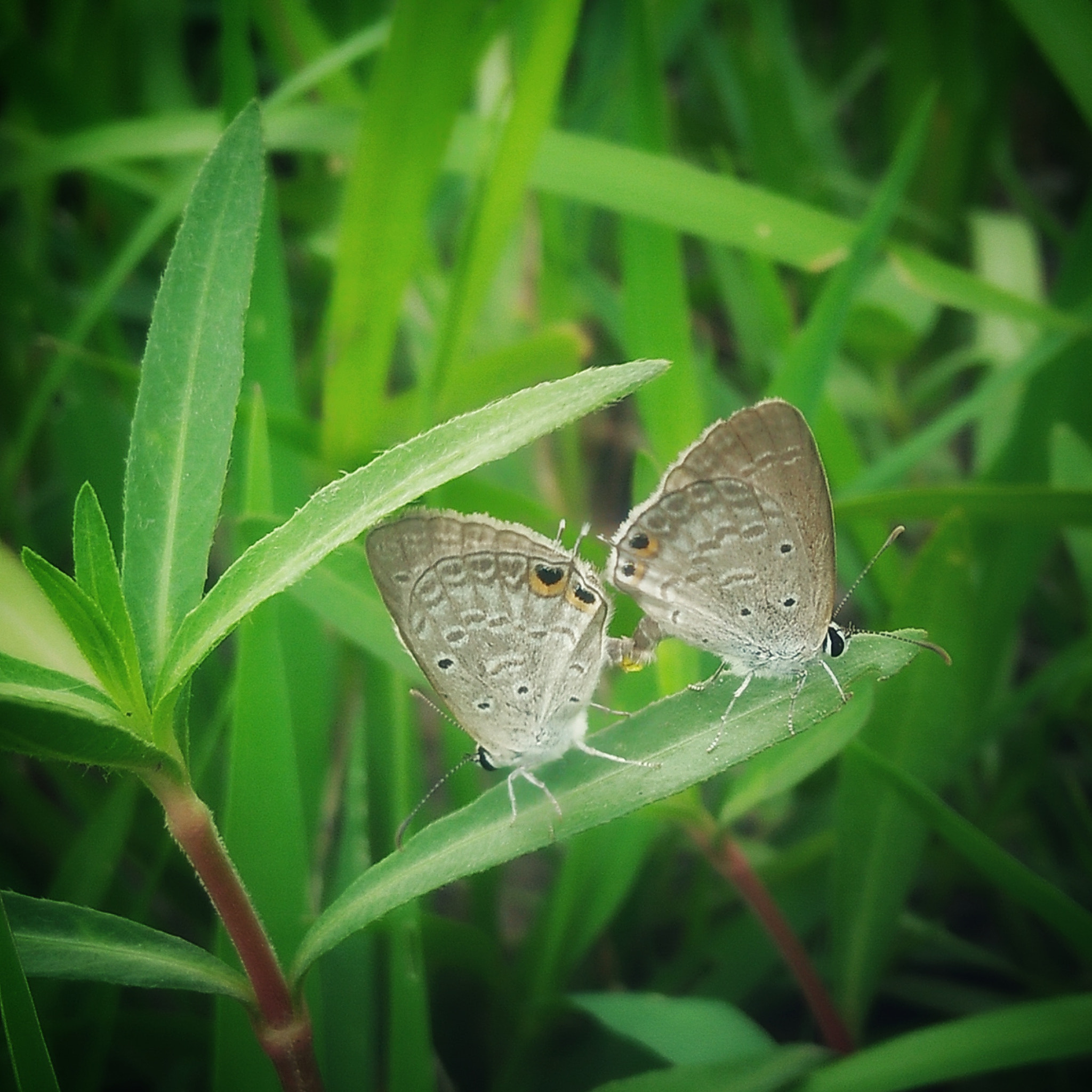 OPPO A37fw-International sample photo. Mating photography