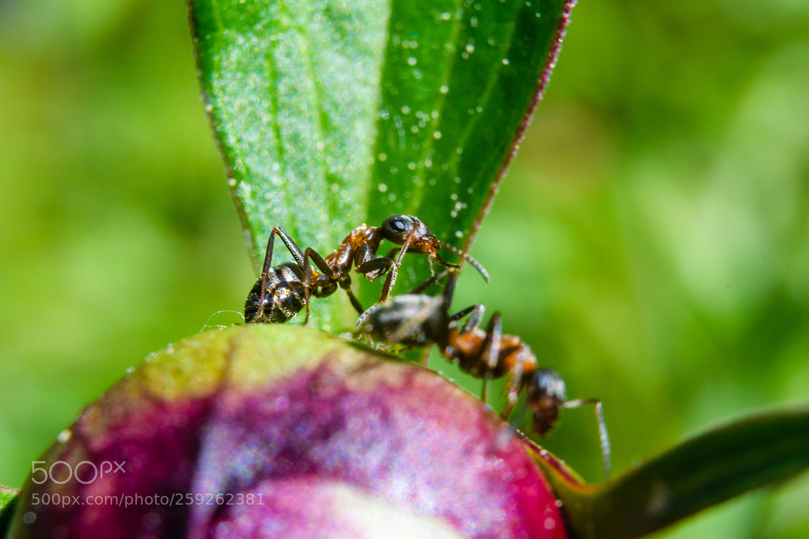 Nikon D500 sample photo. Ant on a flowerbud photography