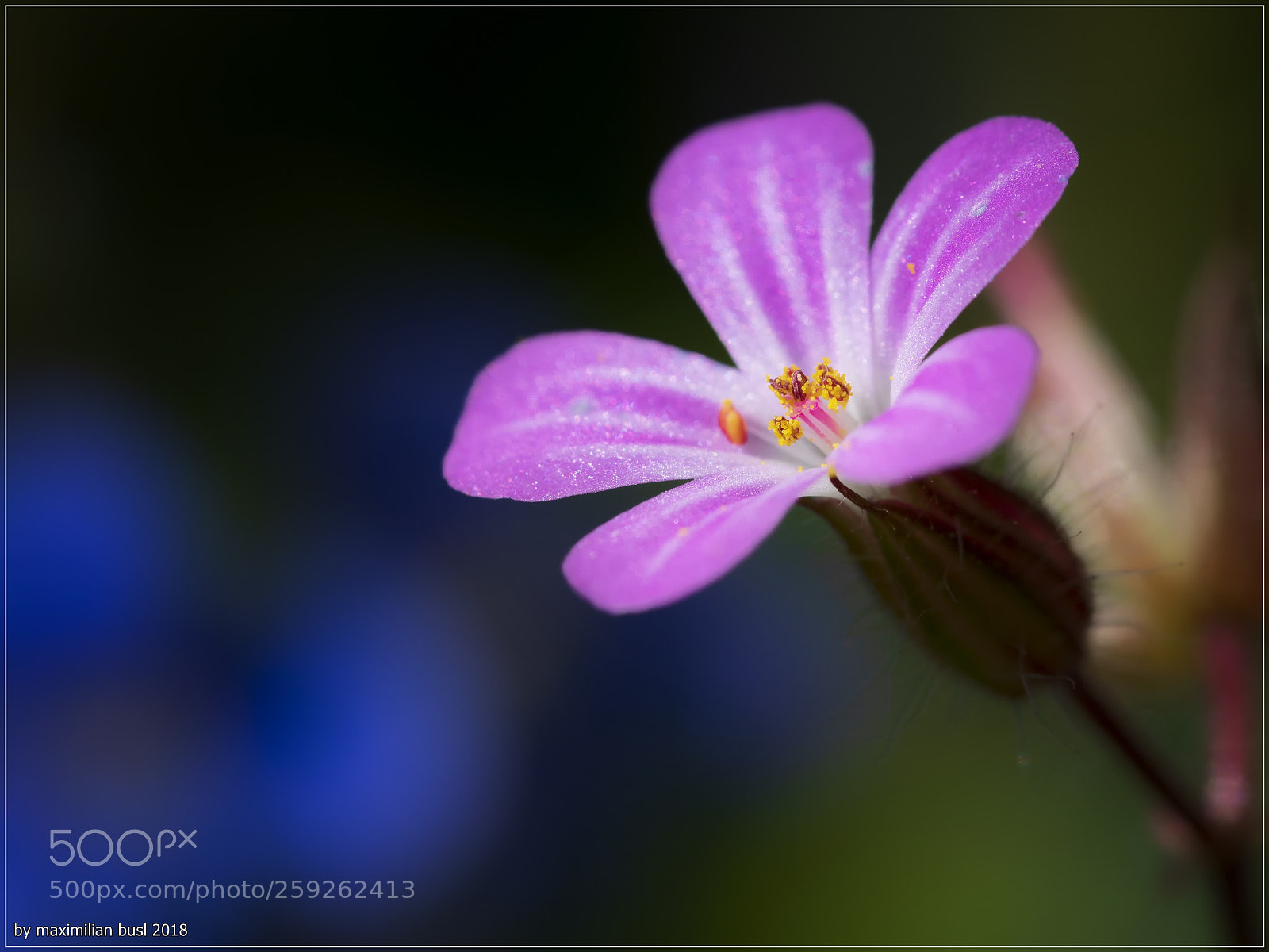 Nikon D850 sample photo. Small light-catcher photography