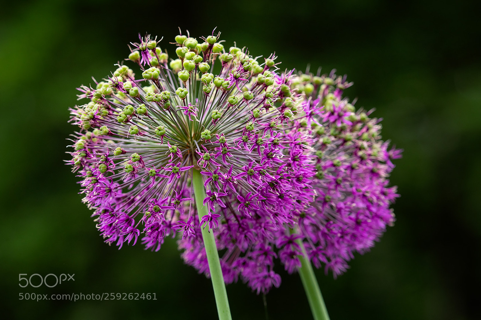 Canon EOS 5D Mark IV sample photo. Allium photography