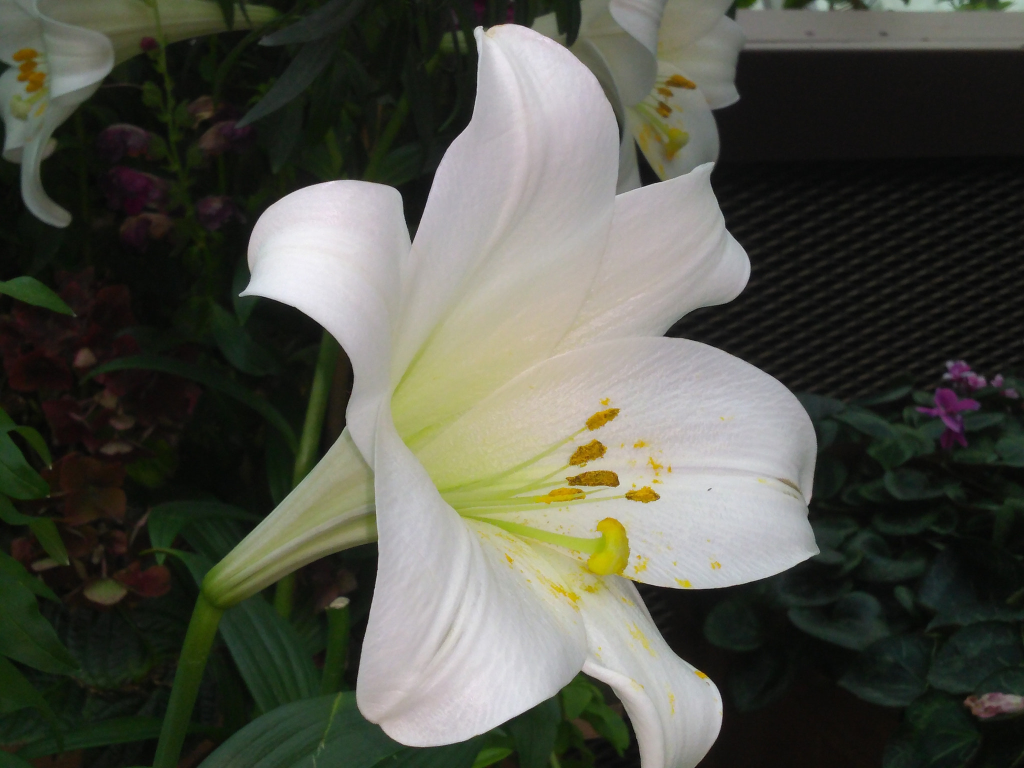 Motorola Moto G (5S) Plus sample photo