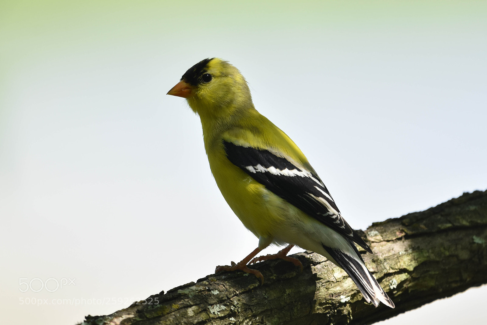 Nikon D3400 sample photo. American goldfinch photography