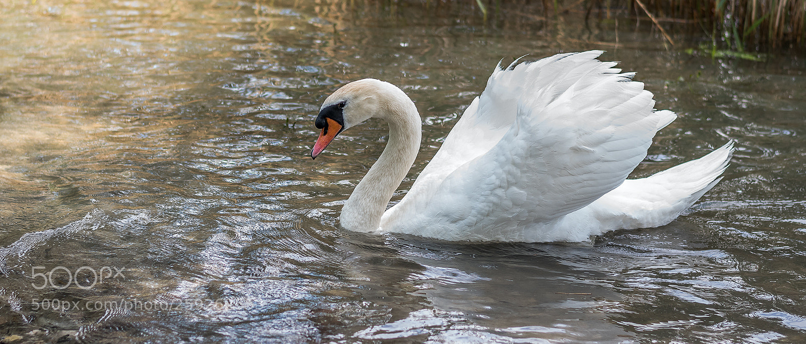 Nikon D5500 sample photo. Swan photography
