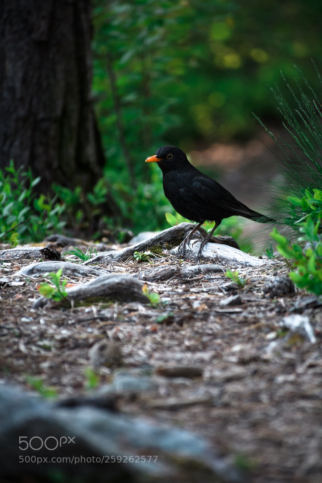Nikon D500 sample photo. Blackbird photography