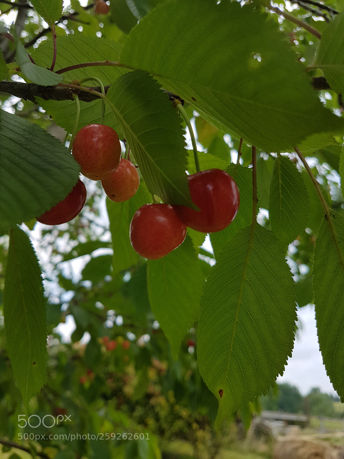 Samsung Galaxy S7 Edge sample photo. Untitled photography