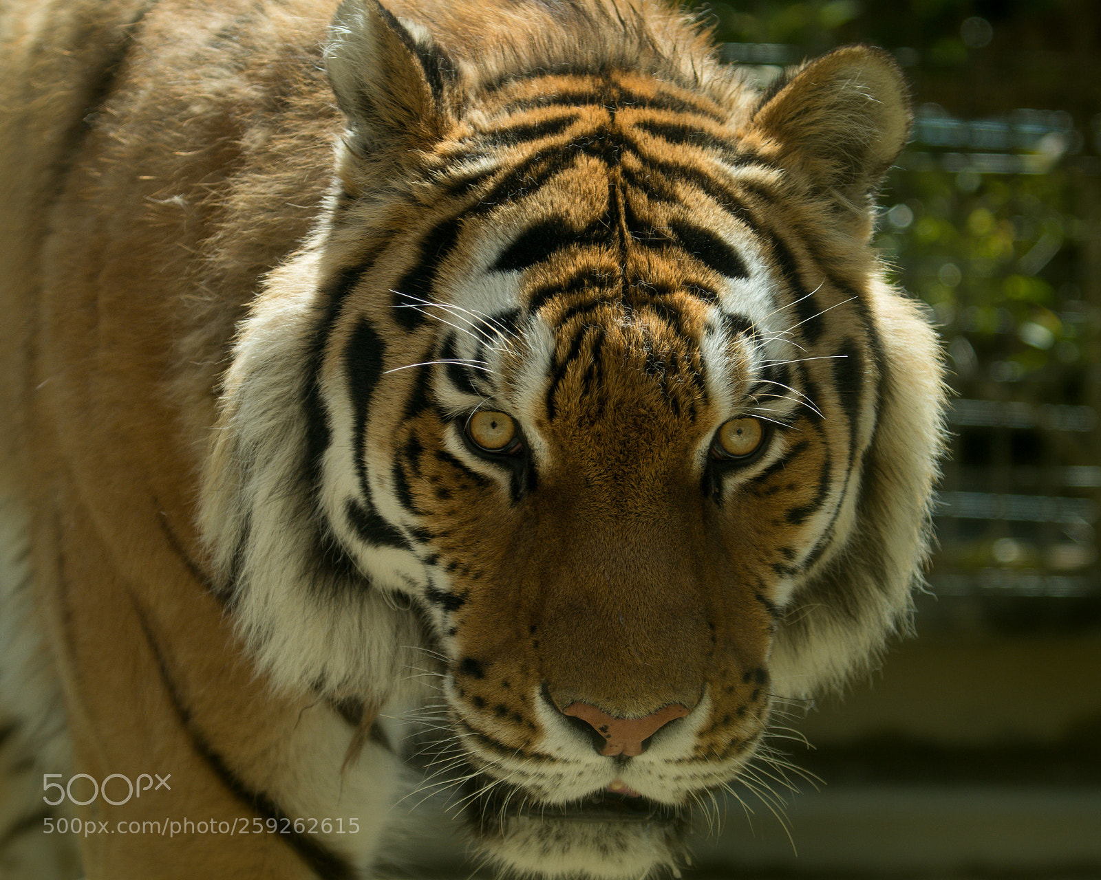 Nikon D500 sample photo. Tiger mask photography