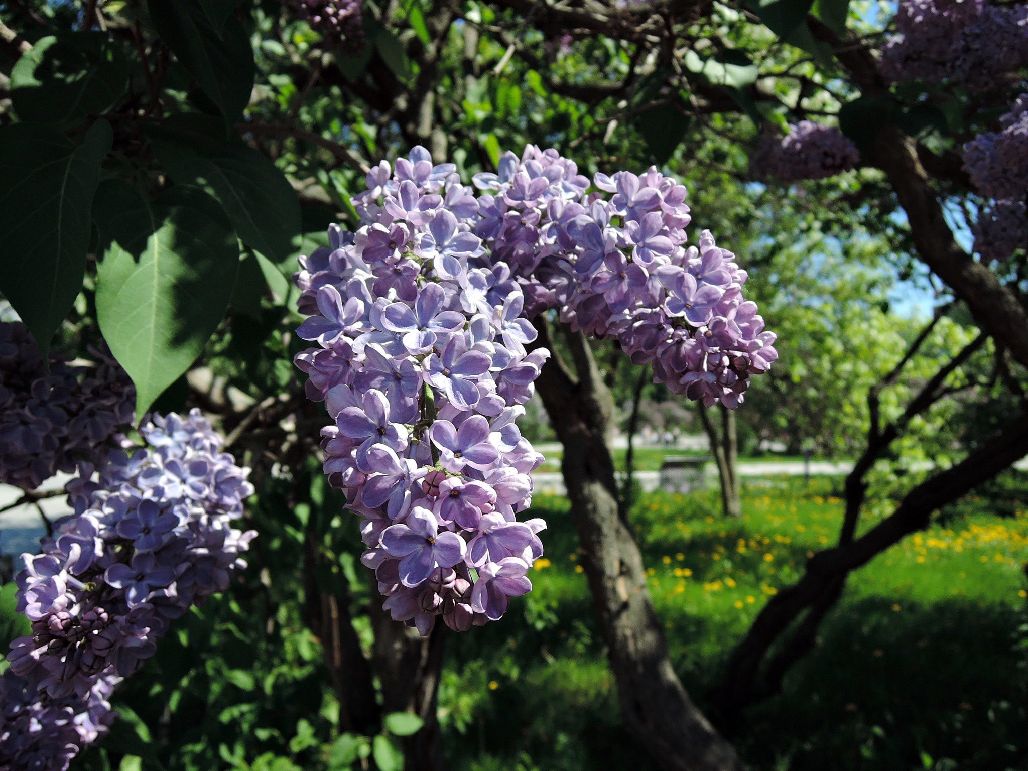 Nikon Coolpix P340 sample photo. Lilac garden photography