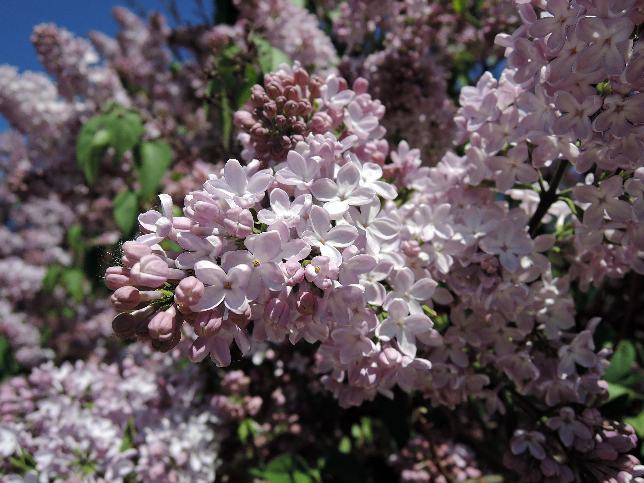 Nikon Coolpix P340 sample photo. Lilac garden photography