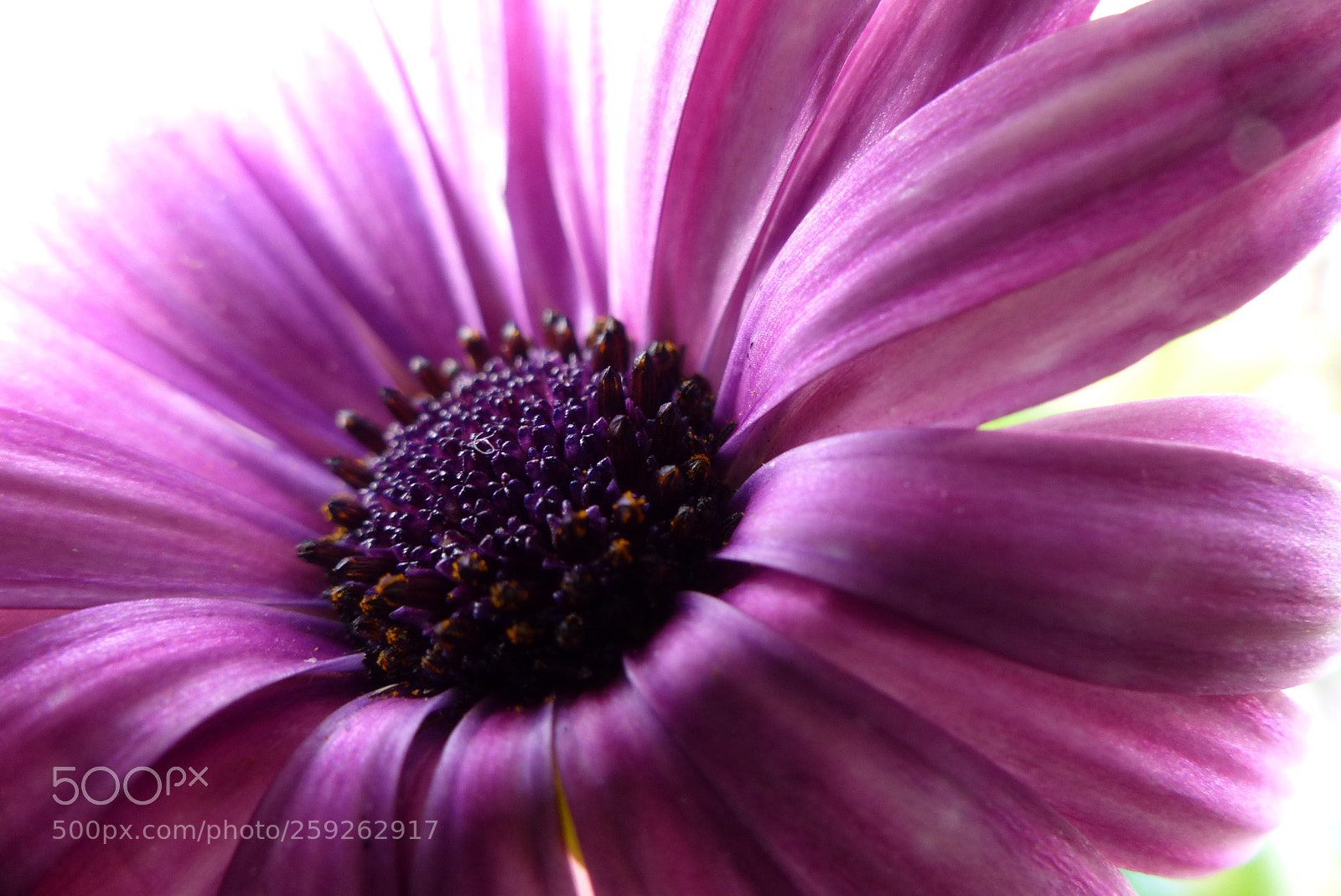Panasonic Lumix DMC-FZ200 sample photo. Macro purple daisy flower photography