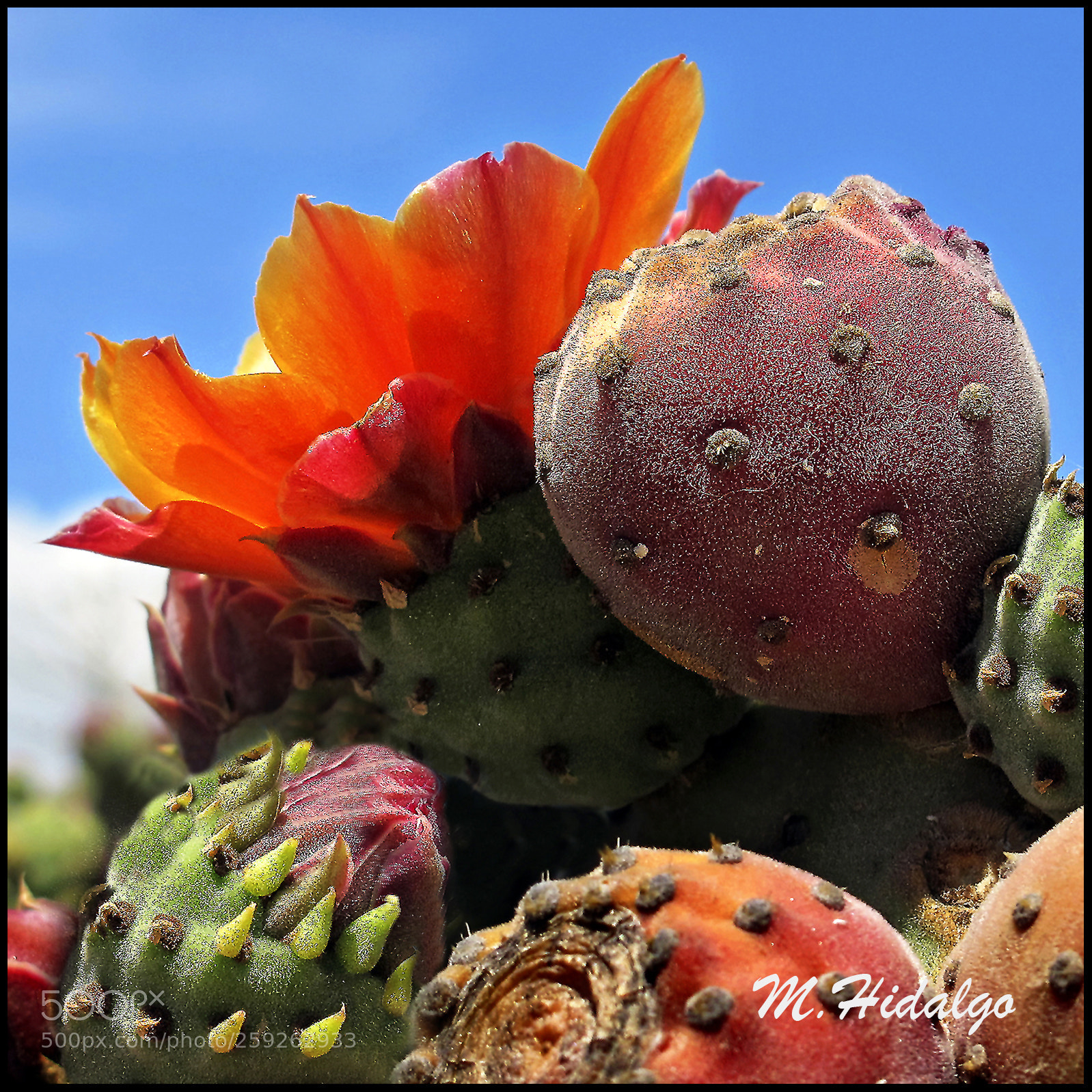 Canon PowerShot G12 sample photo. Chumbos () photography