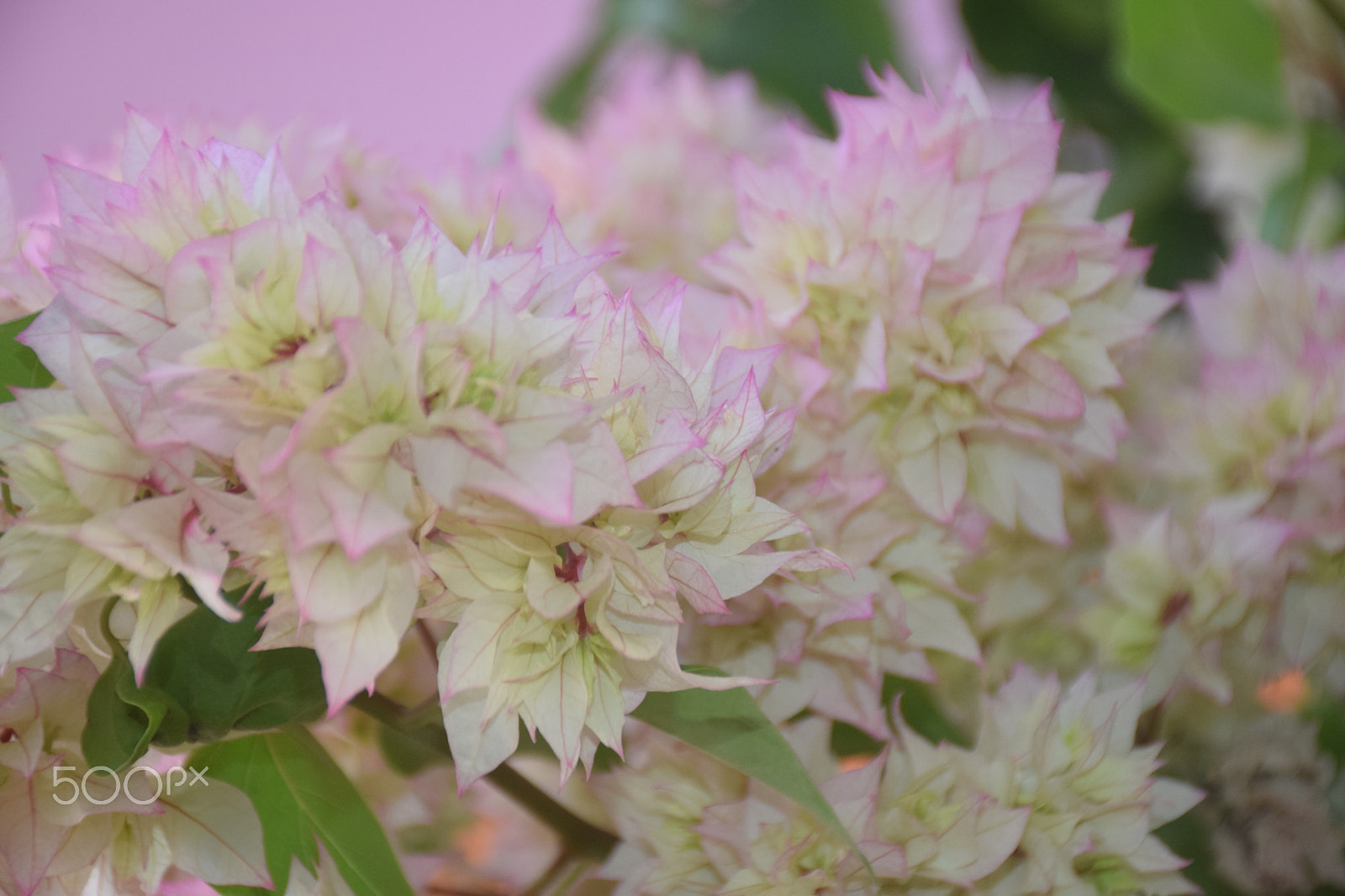 Nikon D5300 sample photo. Flowers photography