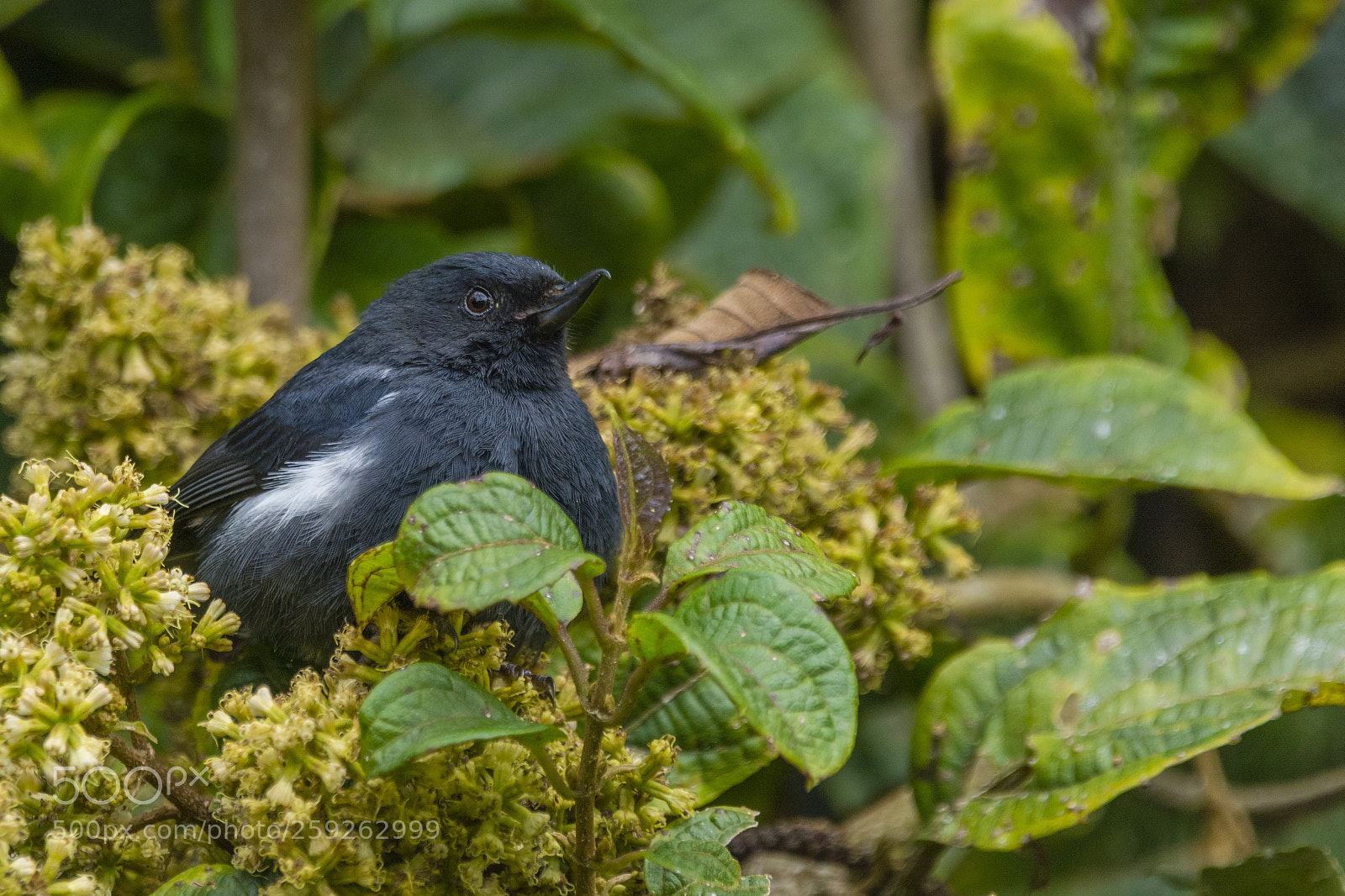 Nikon D7100 sample photo. White-sided flowerpiercer photography